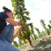 Zsirai Szent Tamás Furmint 2018