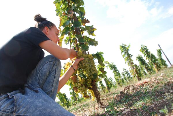 Zsirai Szent Tamás Furmint 2018